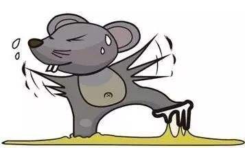 珠海滅老鼠專業(yè)滅鼠公司,15年專注有害生物防控