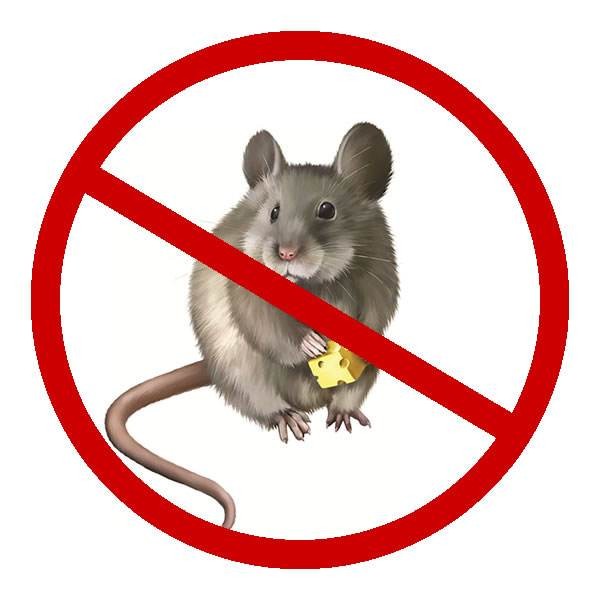 中山滅老鼠上門抓滅老鼠電話-無害防治專業