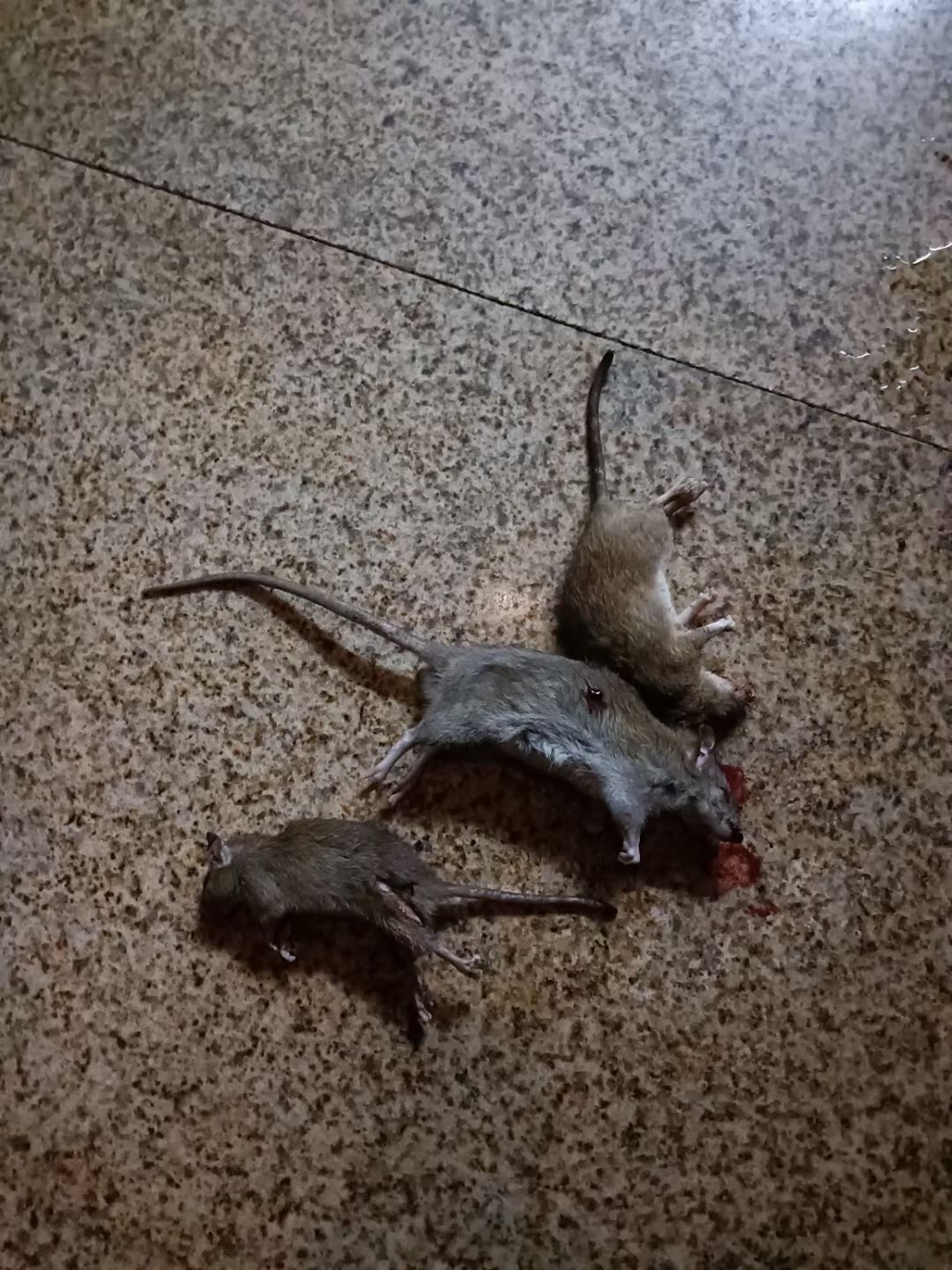 中山古鎮消殺 古鎮白蟻防治 古鎮專業抓老