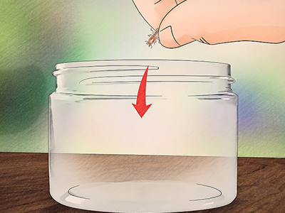 如何識別臺灣乳白蟻 廣東大水蟻 湖南白螞