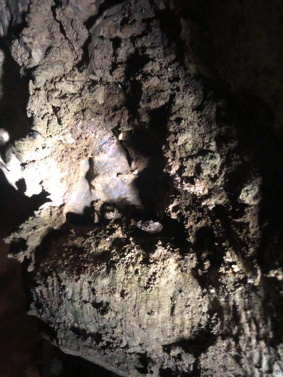 中山家里出現白蟻如何快速有效的滅除 正確