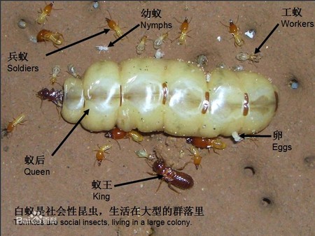 中山市白蟻防治 白蟻預(yù)防建筑工程報建有限