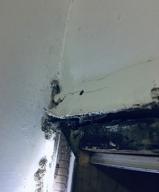 中山白蟻飛揚和驚慌,這三種方法中山白蟻防