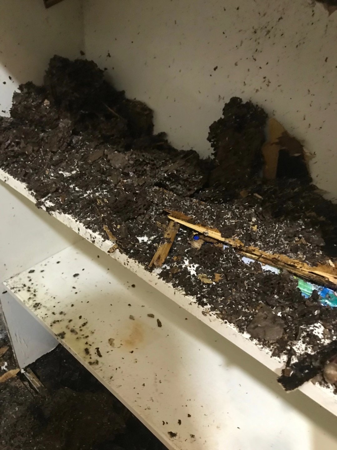 三鄉鎮專業有害生物防制公司 中山清除白蟻