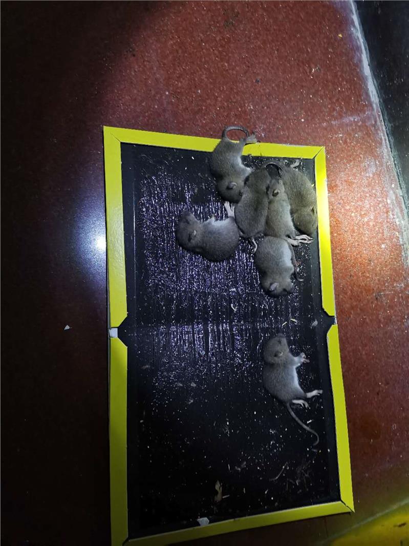 城關鎮工廠滅鼠公司口碑好
