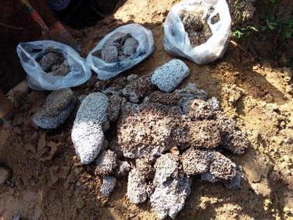 白蟻的廣泛性與白蟻的滅治預防方法 白蟻的廣泛性與白蟻的滅治預防方法