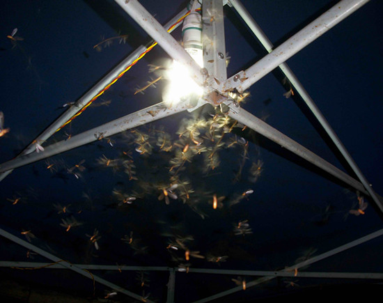 廣東省中山市白蟻危害大,2-9月份進入其