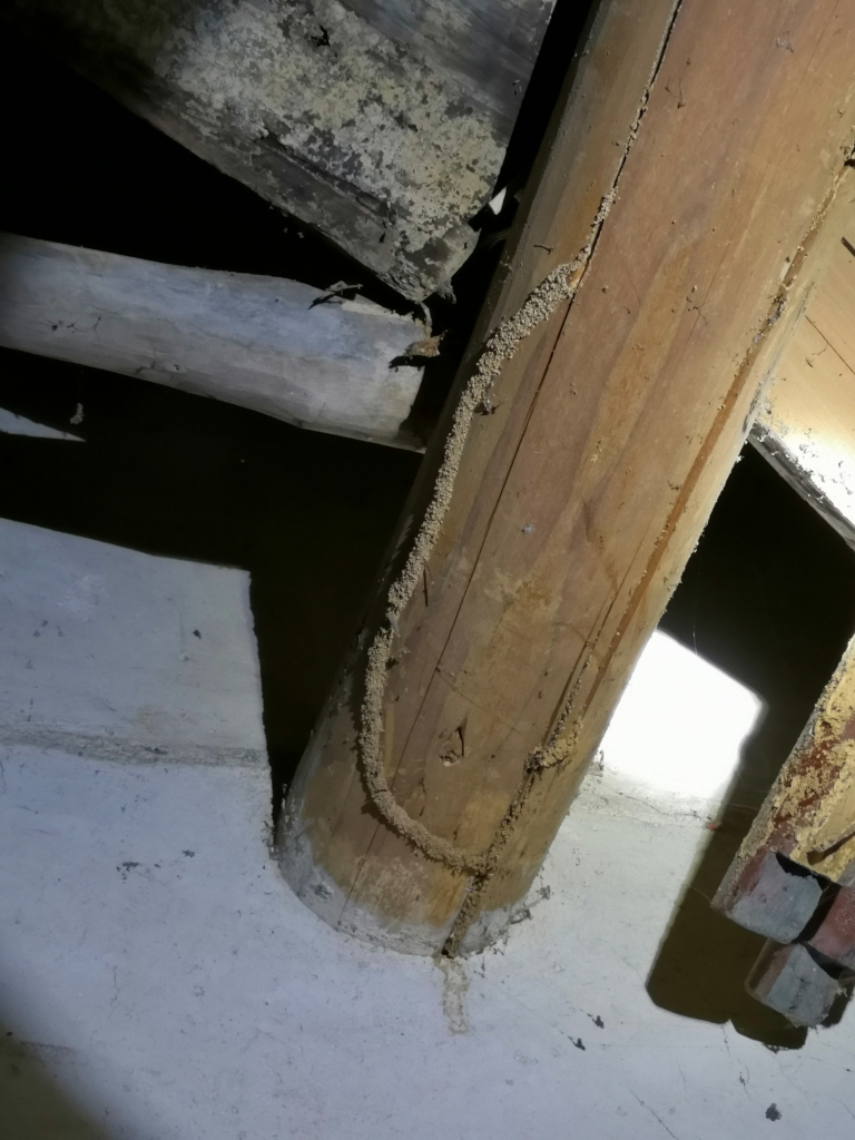 又到白蟻分飛季,房屋安全很揪心!如何預防話你知