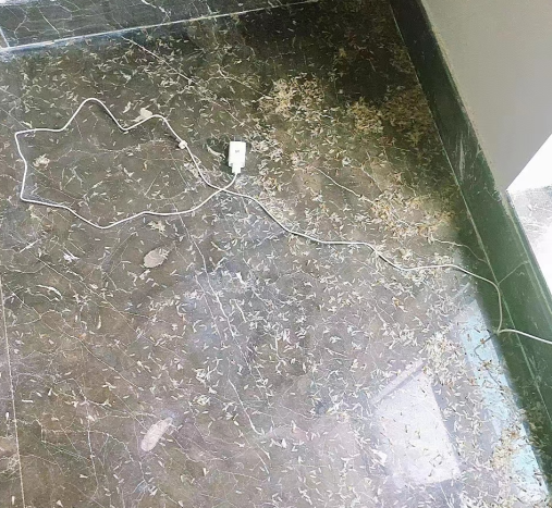 中山白蟻“大軍”來(lái)襲!居民防治要做些什么