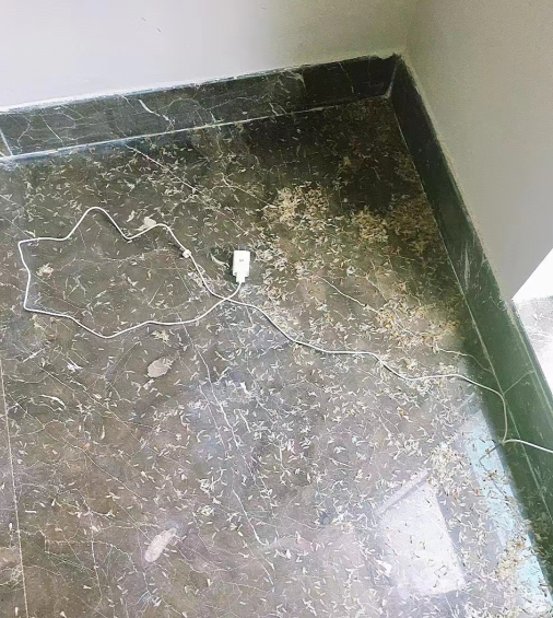 中山坦洲鎮上萬白蟻藏天花板 網友:密集恐