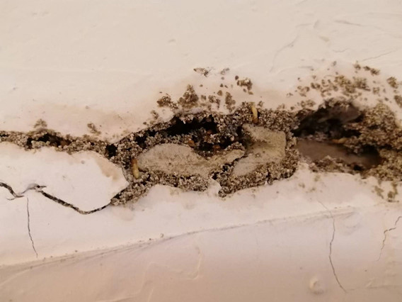 中山怎樣發現散白蟻 中山白蟻滅治后檢查方