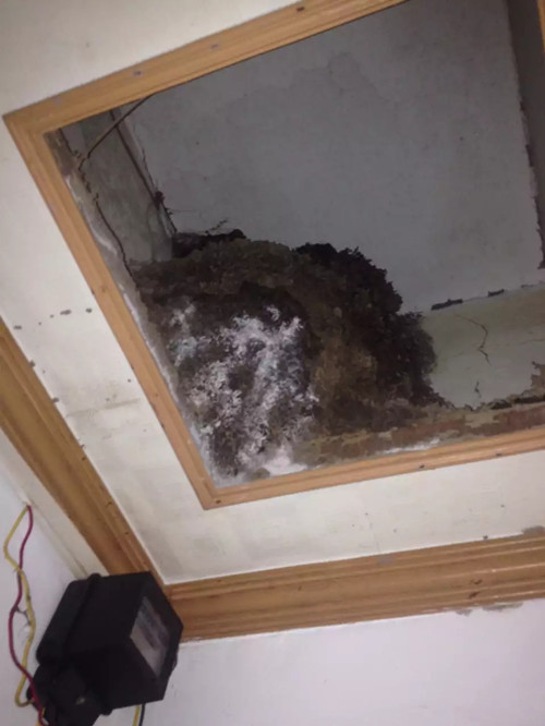 坦洲鎮白蟻防治、三鄉鎮小區發現大刑蟻巢