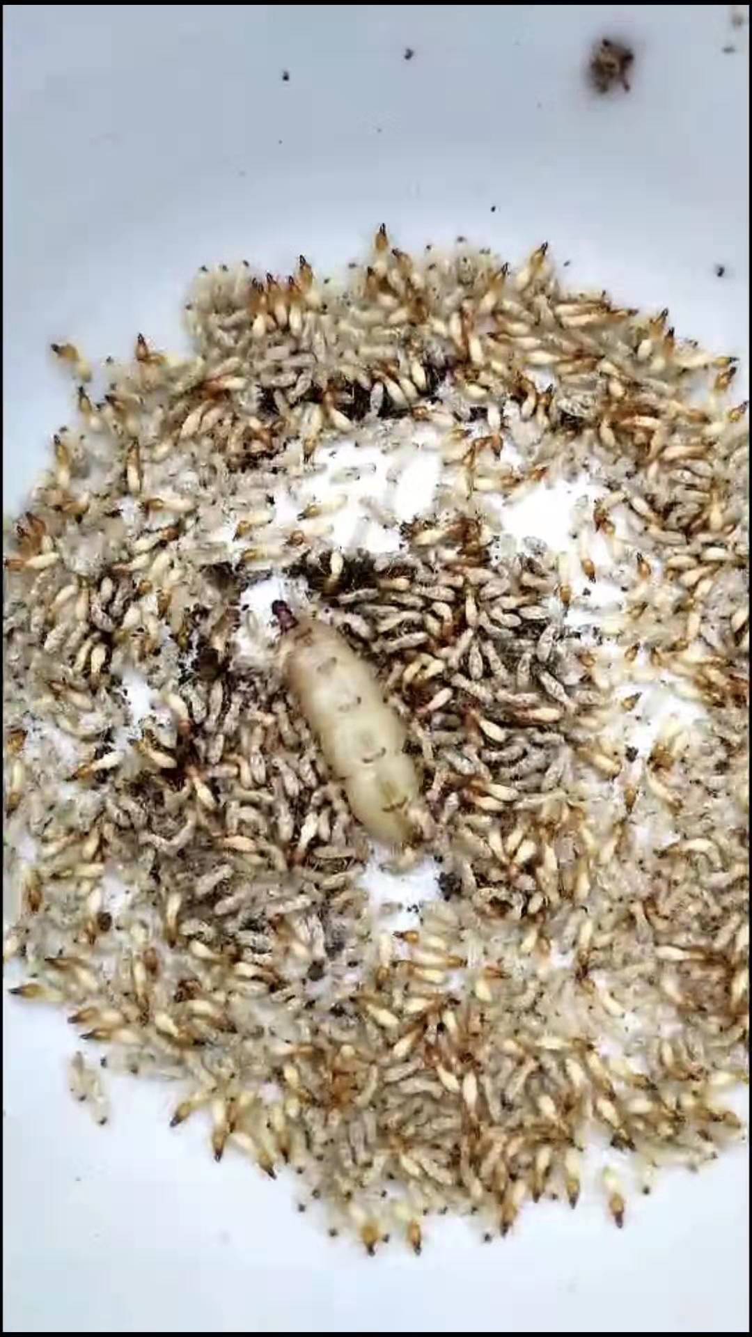 坦洲專業白蟻防治公司