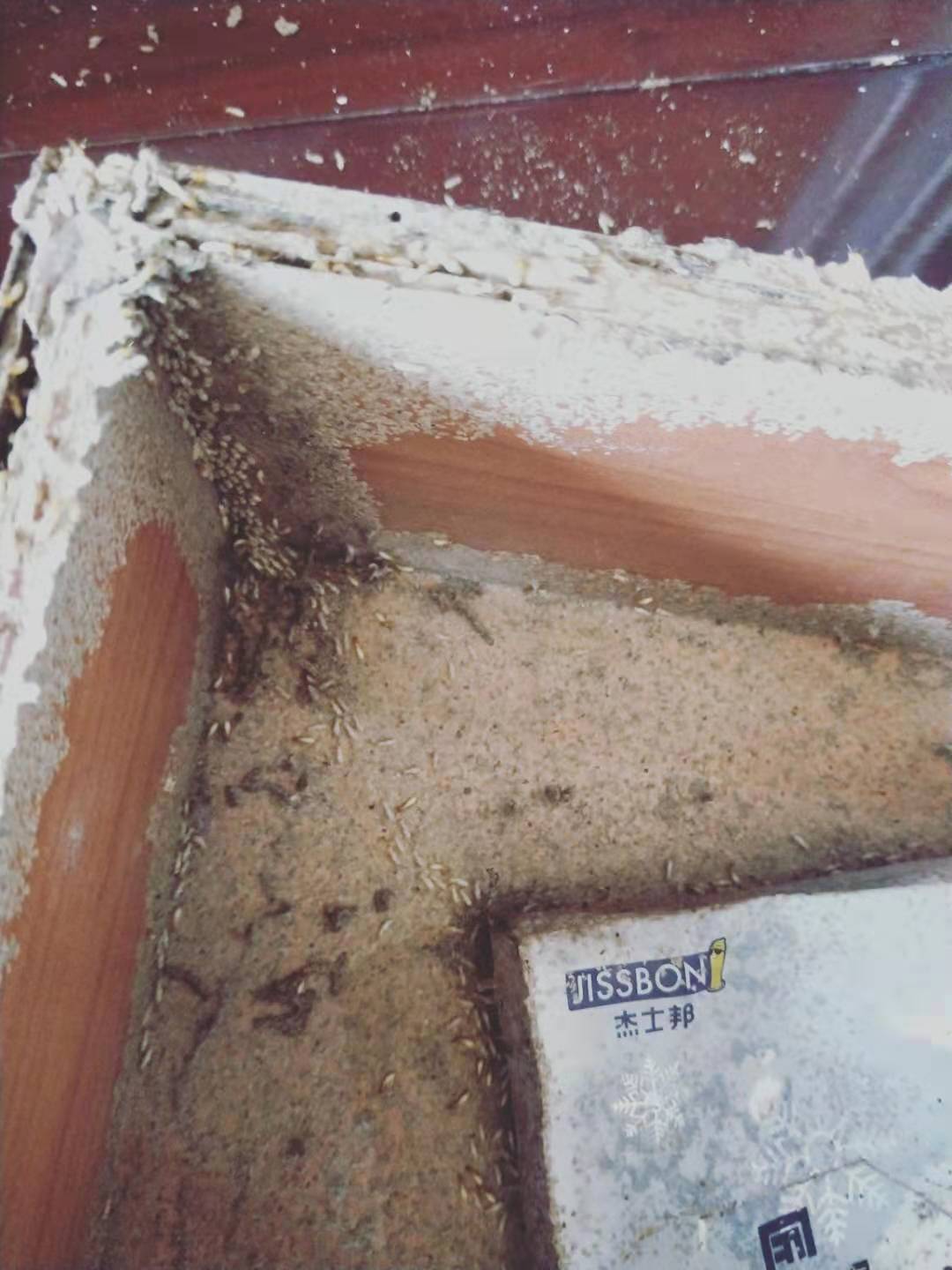 神灣專業白蟻防治公司 神灣白蟻預防公司