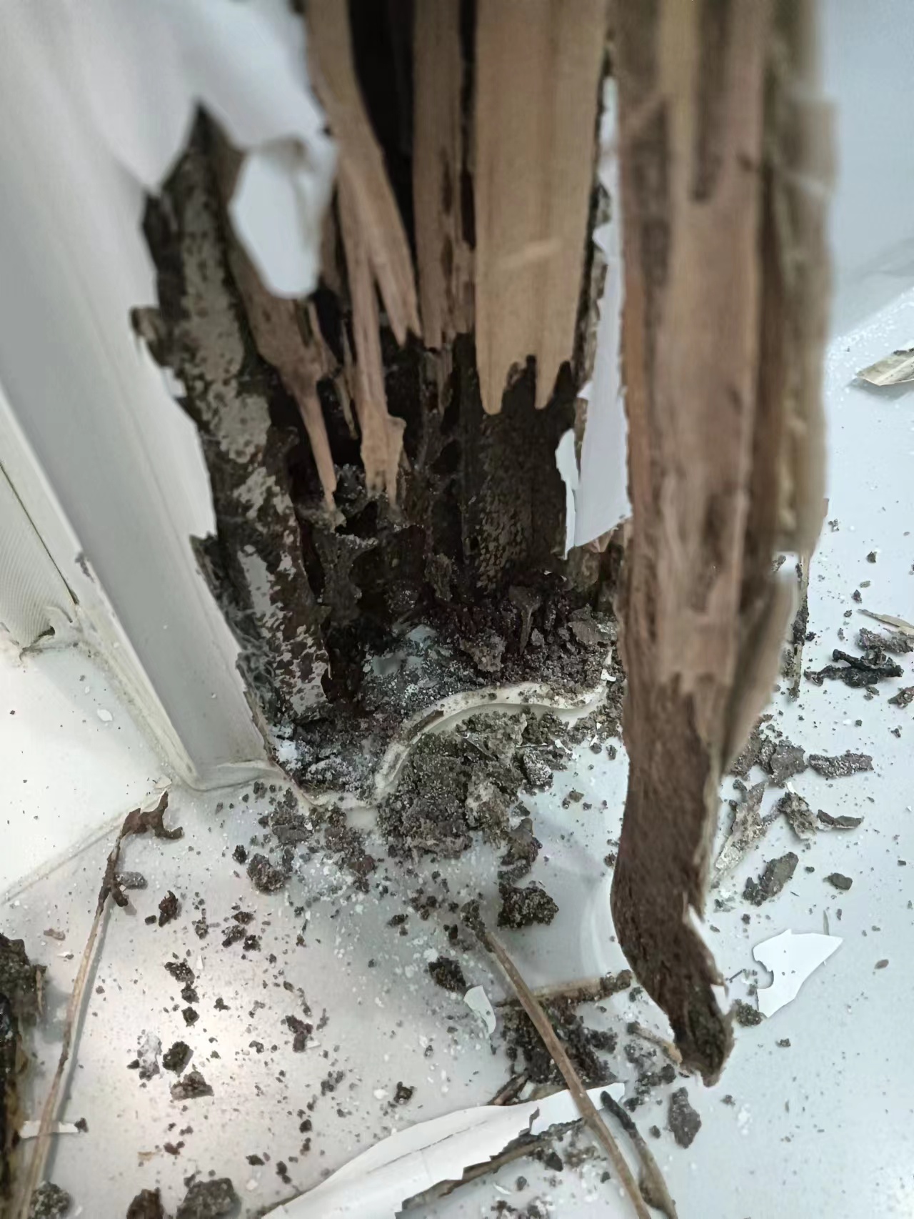 沙溪鎮白蟻防治 沙溪鎮白蟻預防 沙溪鎮病