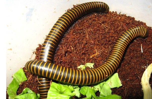 專業除蟲公司教你防治多腳馬陸 專業除蟲公司教你防治多腳馬陸