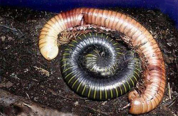 專業除蟲公司教你防治多腳馬陸 專業除蟲公司教你防治多腳馬陸