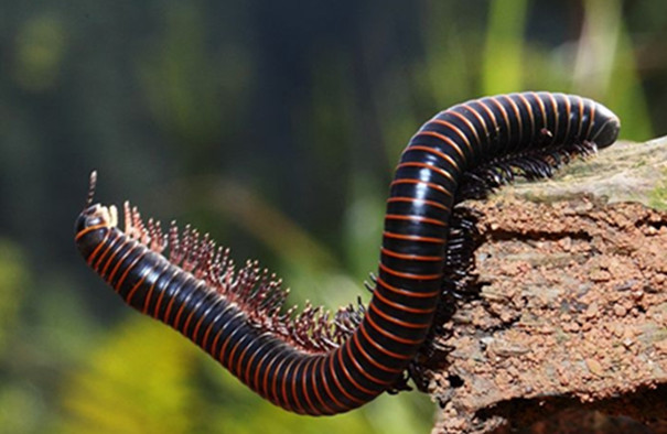 專業除蟲公司教你防治多腳馬陸 專業除蟲公司教你防治多腳馬陸